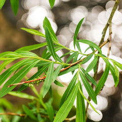 Salix alba 'Tristis' - Trauer-Weide
