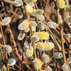 Salix caprea  'Pendula = Klimarnock' - Hängende Kätzchen-Weide 'Pendula = Klimarnock'