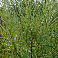 Salix rosmarinifolia - Rosmarin-Weide
