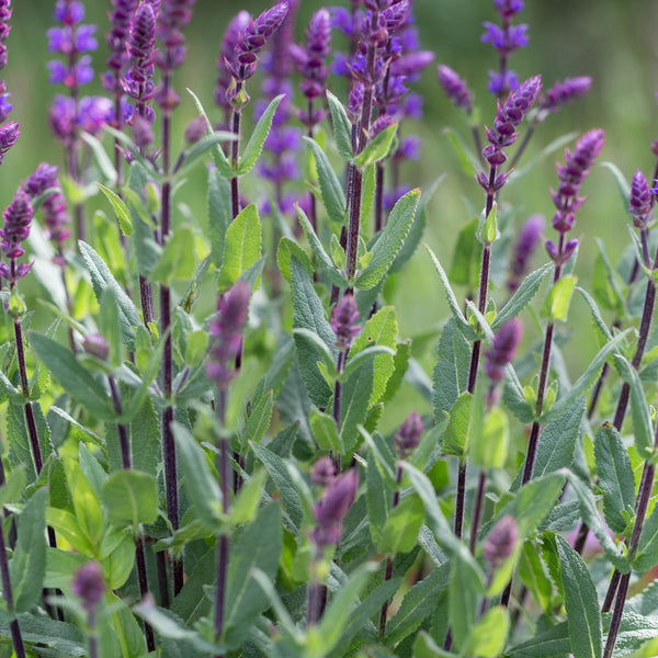 Salvia  nemorosa 'Ostfriesland' - Salbei