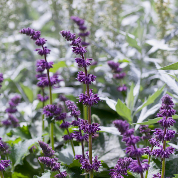 Salvia  verticillata 'Purple Rain' - Quirlblütiger Salbei