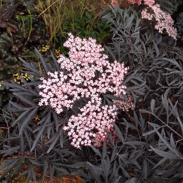 Sambucus nigra  'Black Lace' - Schwarzer Holunder
