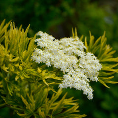 Sambucus nigra  'Golden Tower' - Schwarzer Säulenholunder