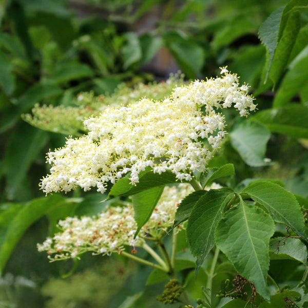 Sambucus nigra  'Haschberg' - Schwarzer Holunder