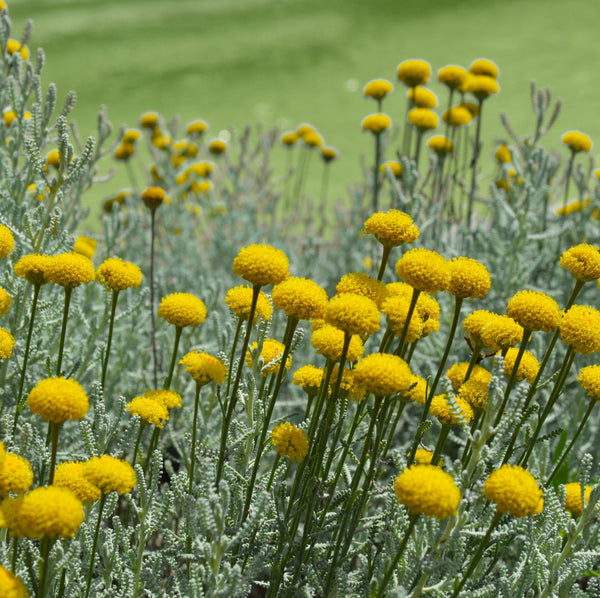 Santolina chamaecyparissus - Heiligenkraut