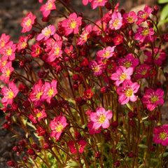 Saxifraga arendsii 'Harder Zwerg' - Moos-Steinbrecht