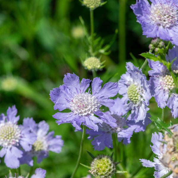 Scabiosa caucasica 'Perfecta' - Witwenblume