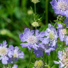Scabiosa caucasica 'Perfecta' - Witwenblume