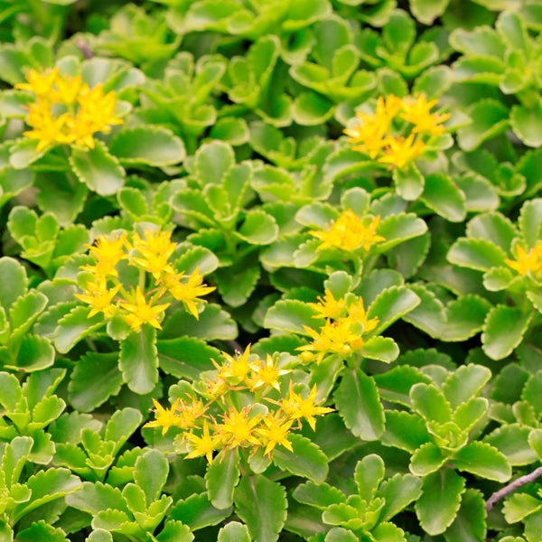 Sedum hybridum 'Immergrünchen' - Mauerpfeffer