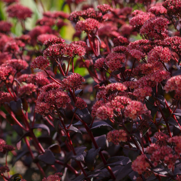 Sedum telephium 'Karfunkelstein' - Mauerpfeffer