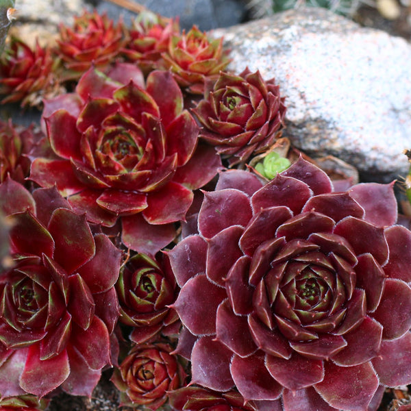 Sempervivum x cultorum 'Dark Beauty' - Hauswurz