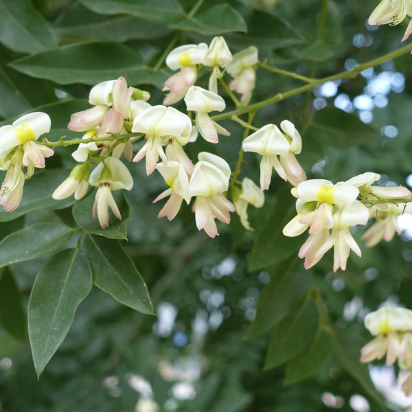 Sophora japonica - Schnurbaum