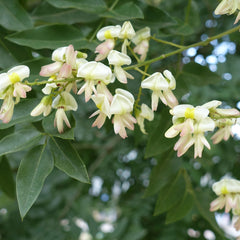 Sophora japonica - Schnurbaum