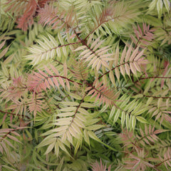 Sorbaria sorbifolia  'Sem' - Niedrige Fiederspiere 'Sem'