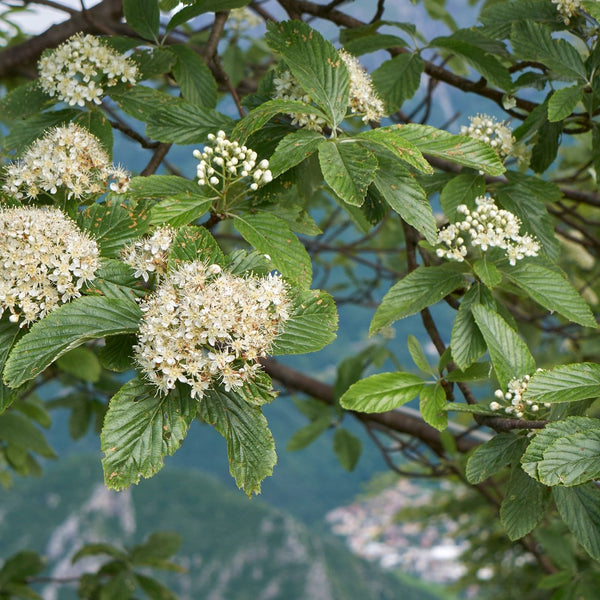 Sorbus aria 'Magnifica' - Mehlbeere 'Magnifica'