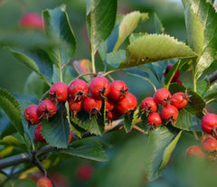 Sorbus aria 'Magnifica' - Mehlbeere 'Magnifica'