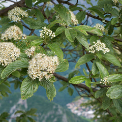 Sorbus aria 'Magnifica' - Mehlbeere 'Magnifica'