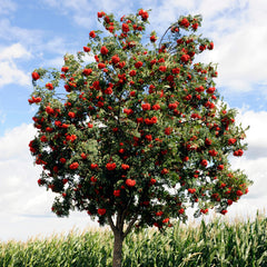 Sorbus aucuparia - Gemeine Ebersche, Vogelbeere