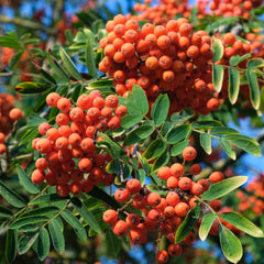 Sorbus aucuparia - Gemeine Ebersche, Vogelbeere