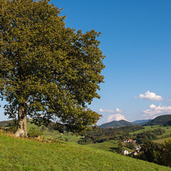 Sorbus torminalis - Elsbeere