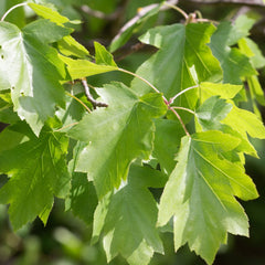 Sorbus torminalis - Elsbeere