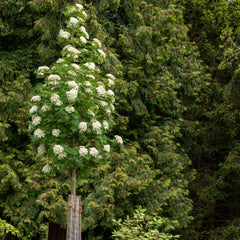 Sorbus ulleungensis 'Dodong' - Eberesche 'Dodong'