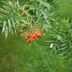 Sorbus ulleungensis 'Dodong' - Eberesche 'Dodong'