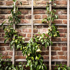 Spalierobst U-Form  - Obstgehölze in Sorten