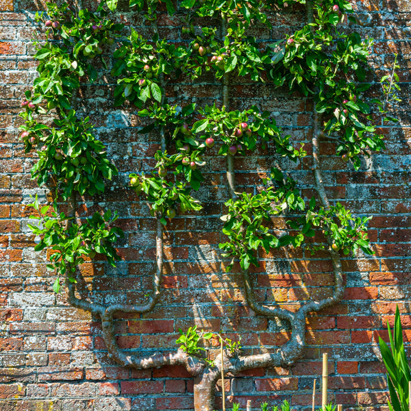 Spalierobst UU-Form - Obstgehölze in Sorten