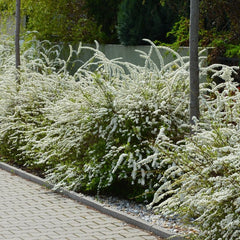 Spiraea 'Grefsheim' - Spierstrauch