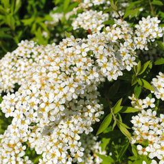 Spiraea 'Grefsheim' - Spierstrauch