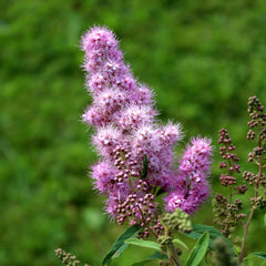 Spiraea billardi  'Triumphans' - Kolben-Rispen Spiere 'Triumphans'