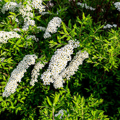 Spiraea cinerea 'Grefsheim' - Schnee-Spiere 'Grefsheim'