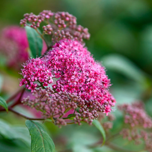 Spiraea japonica 'Darts Red' - Roter Spierstrauch 'Darts Red'