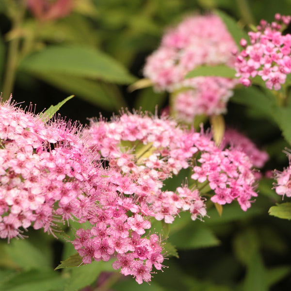 Spiraea japonica 'Little Princess' - Rosa Zwergspiere 'Little Princess'