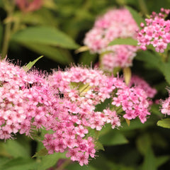 Spiraea japonica 'Little Princess' - Rosa Zwergspiere 'Little Princess'