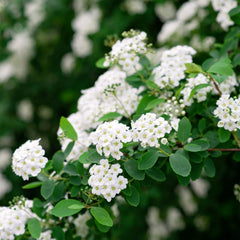 Spiraea nipponica  'Snowmound' - Japanische Strauch-Spiere 'Snowmound'