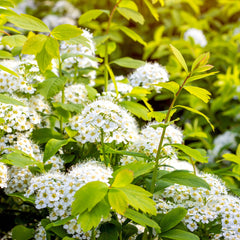 Spiraea vanhouttei - Pfracht-Spiere