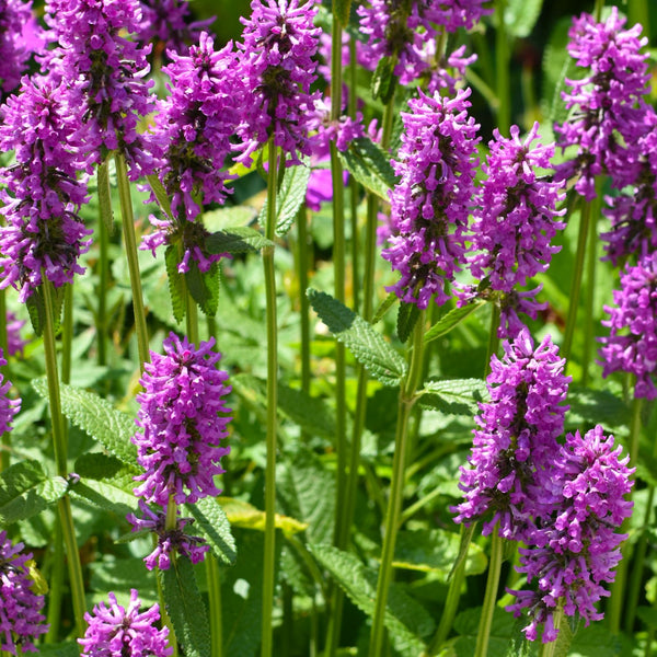 Stachys monnieri 'Hummelo' - Wollziest