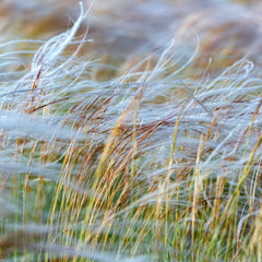 Stipa pulcherrima - Pracht-Federgras