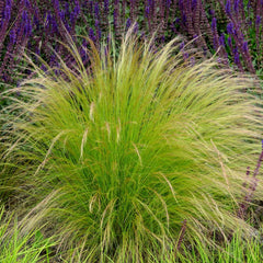 Stipa tenuissima 'Ponytails' - Zartes Federgras 'Ponytails'