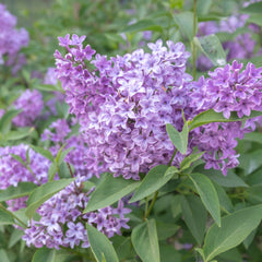 Syringa chinensis 'Saugeana' - Königsflieder 'Saugeana'