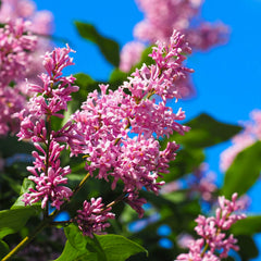 Syringa meyeri 'Pink Perfume' - Duft-Flieder 'Pink Perfume'