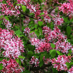 Syringa microphylla 'Superba' - Herbst-Flieder 'Superba'