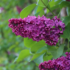 Syringa vulgaris 'Andenken an Ludwig Späth' - Edelflieder 'Andenken an Ludwig Späth'