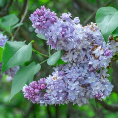 Syringa vulgaris 'Katherine Havemeyer' - Edelflieder 'Katherine Havemeyer'
