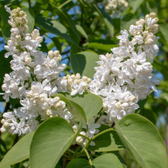 Syringa vulgaris 'Mme Lemoine' - Edelflieder 'Mme Lemoine'