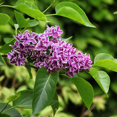 Syringa vulgaris 'Sensation' - Edelflieder 'Sensation'