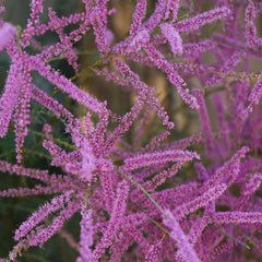 Tamarix ramosissima 'Pink Cascade' - Sommertamariske 'Pink Cascade'