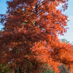 Taxodium distichum - Sumpfzypresse